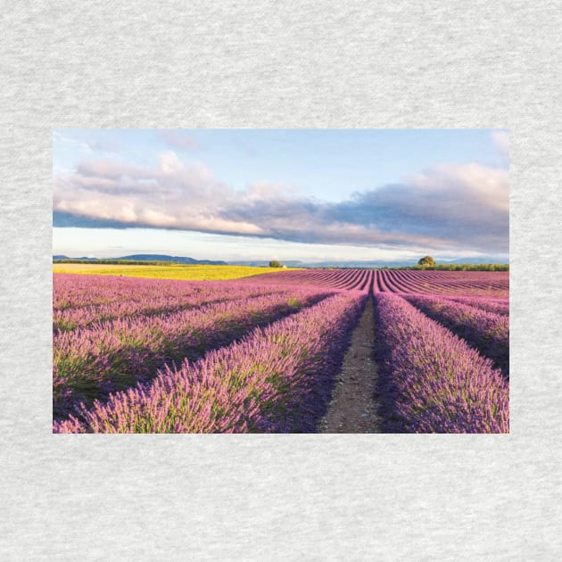 Lavender Field At Sunrise by HammiltenJohn